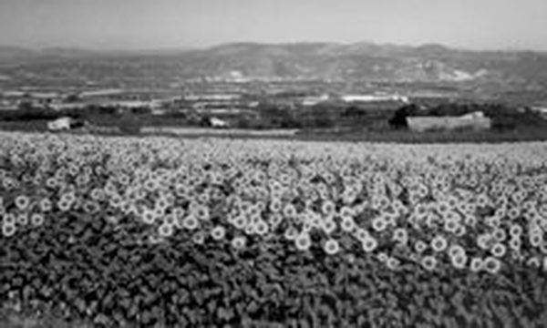 Culture du tournesol, années 1970